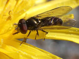 Image of Platycheirus obscurus (Say 1824)