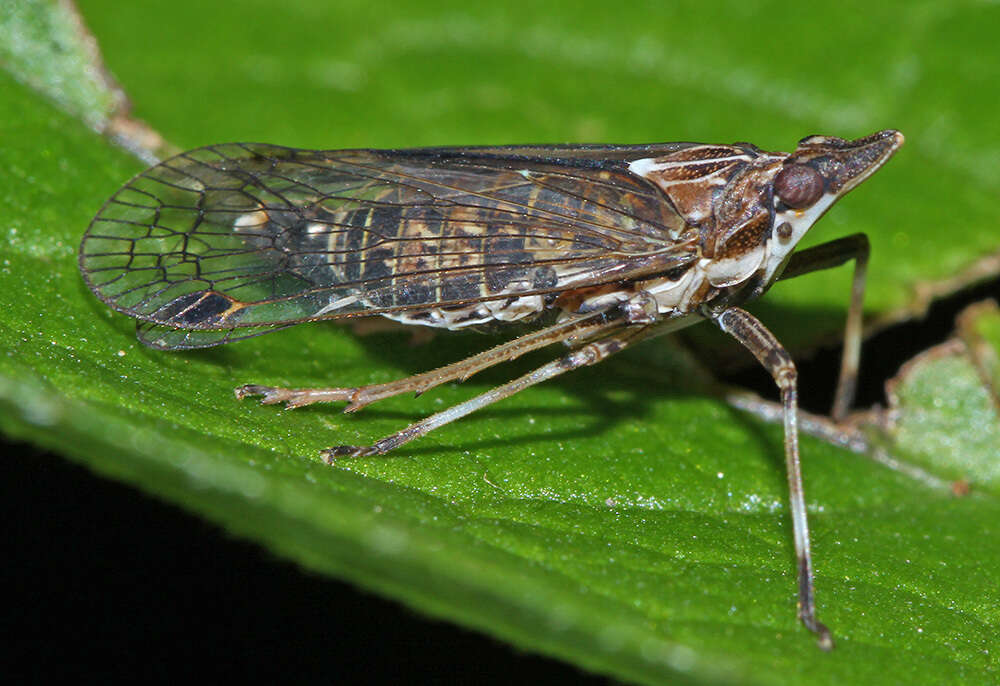 Image of Saigona ussuriensis (Lethierry 1878)