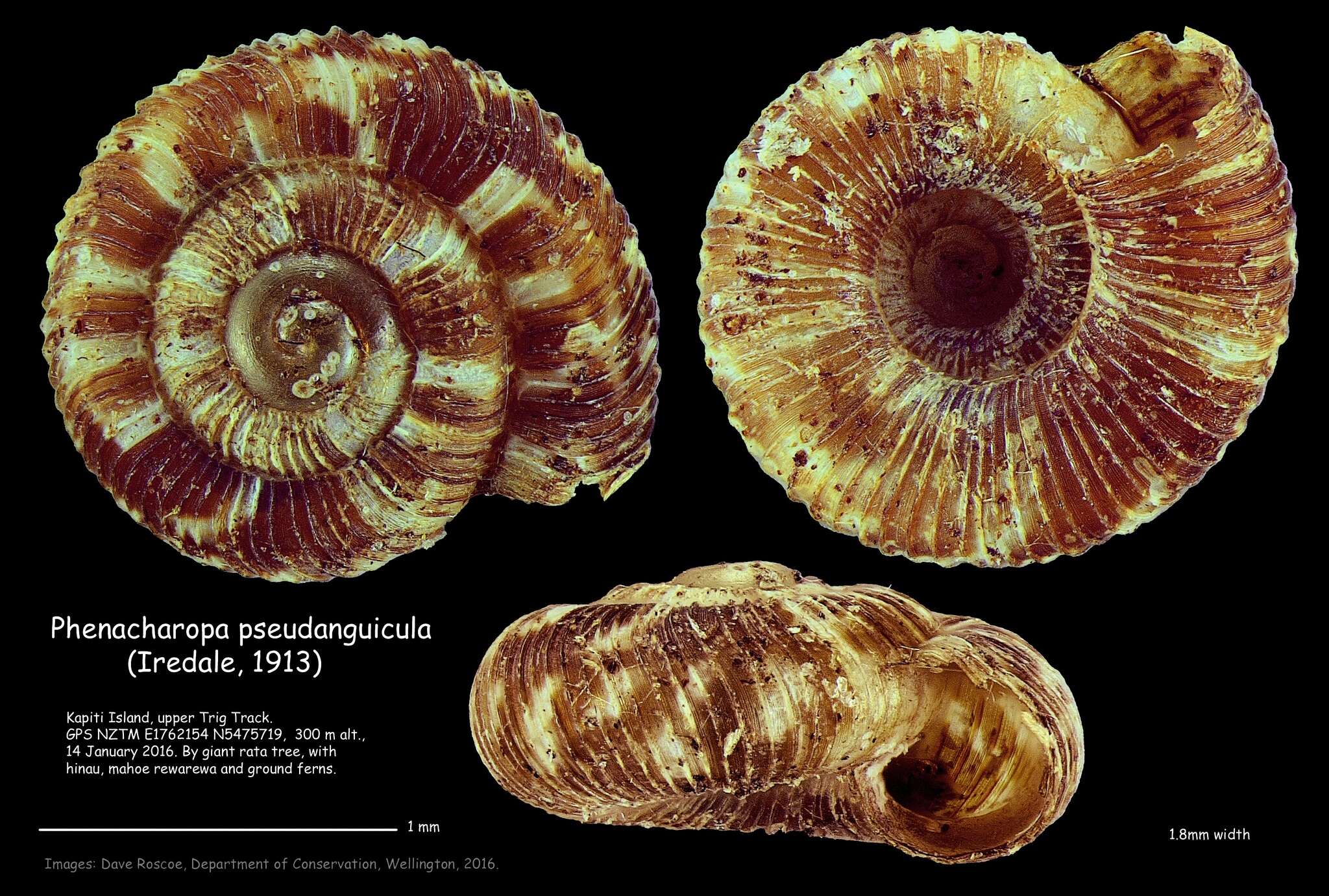 Image of Phenacharopa pseudanguicula (Iredale 1913)