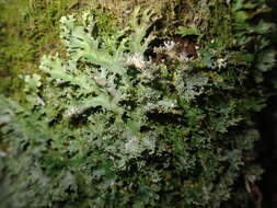 Image de Pseudocyphellaria multifida (Nyl.) D. J. Galloway & P. James