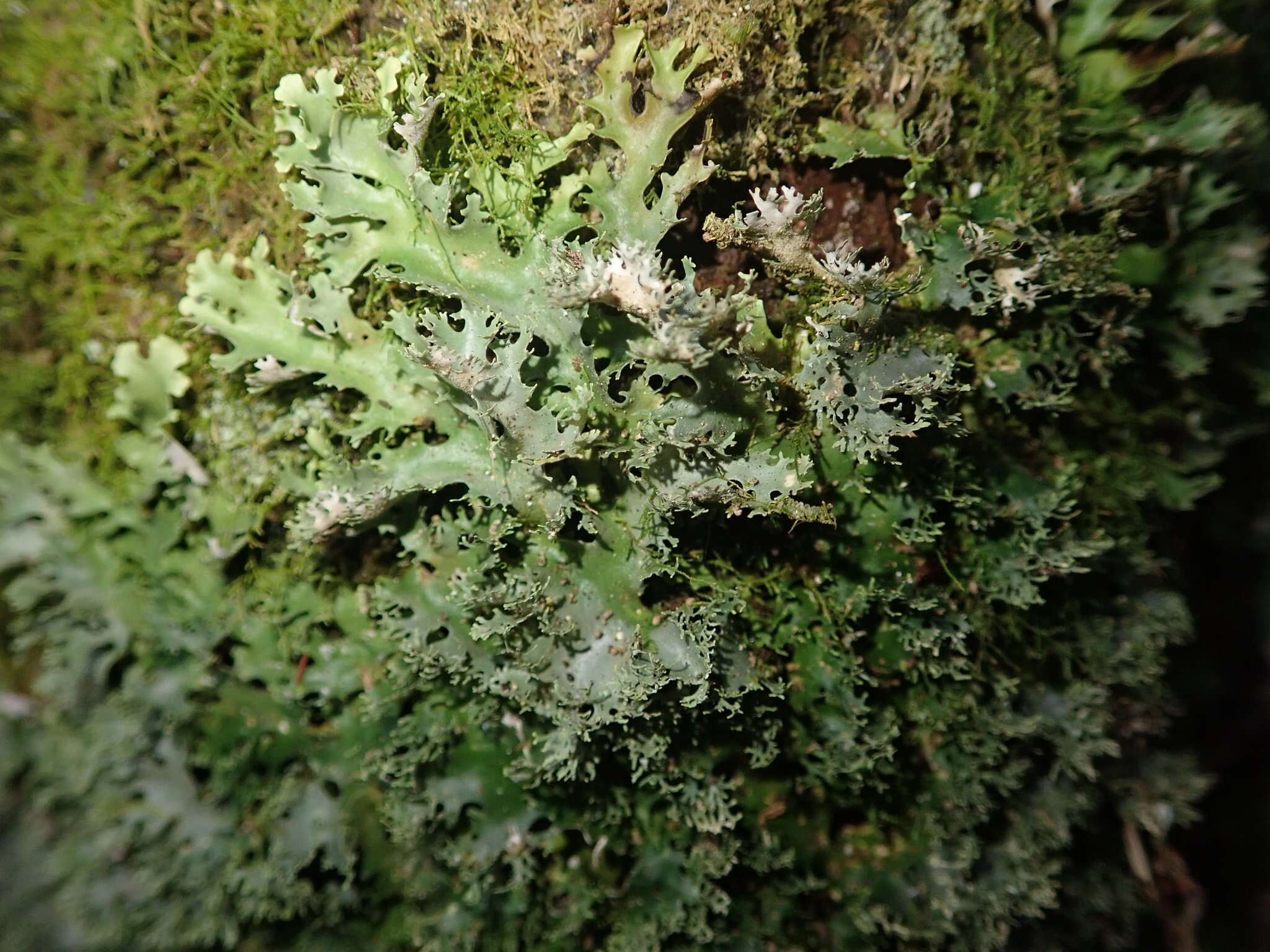 Image of Pseudocyphellaria multifida (Nyl.) D. J. Galloway & P. James