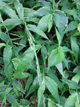 Image of Ichnanthus pallens var. major (Nees) Stieber