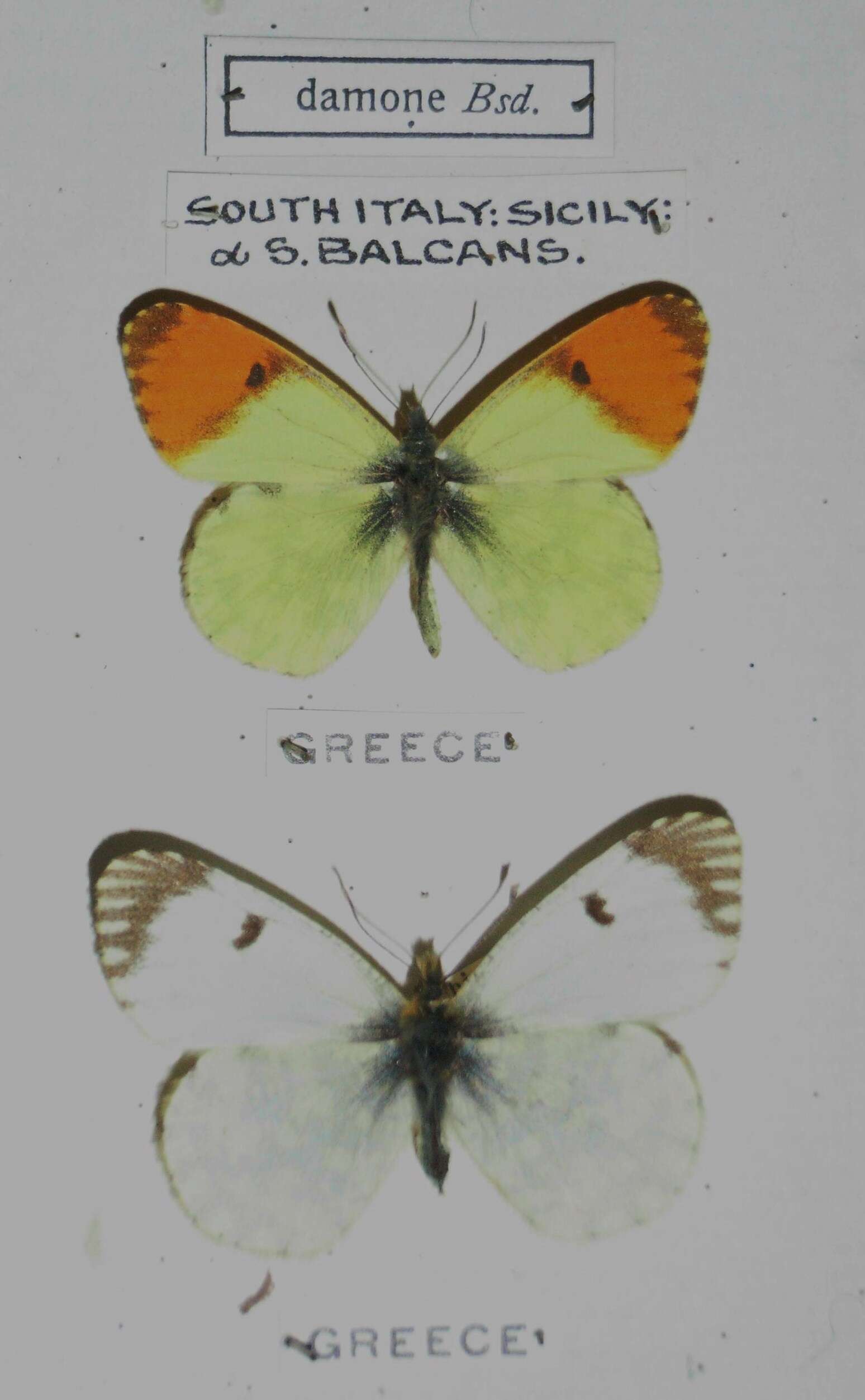 Image of Anthocharis damone Boisduval 1836