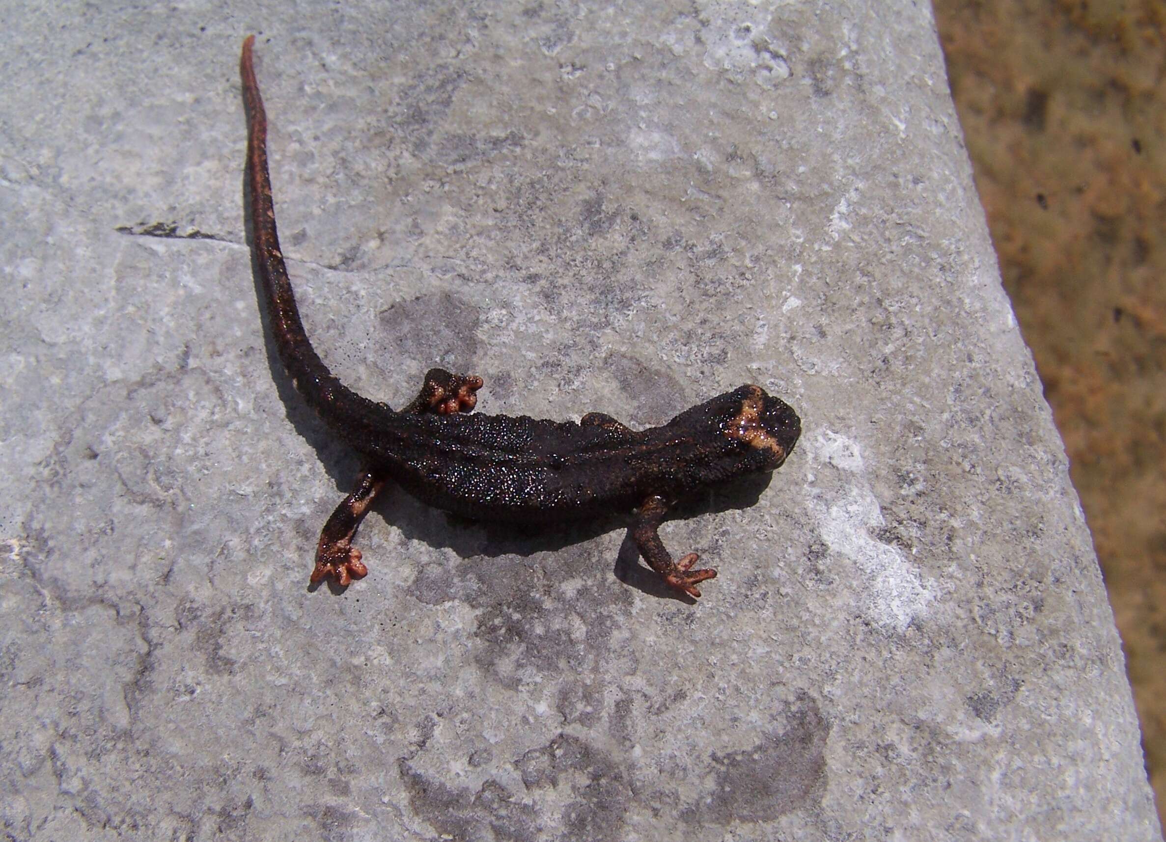 Image of Spectacled Salamander