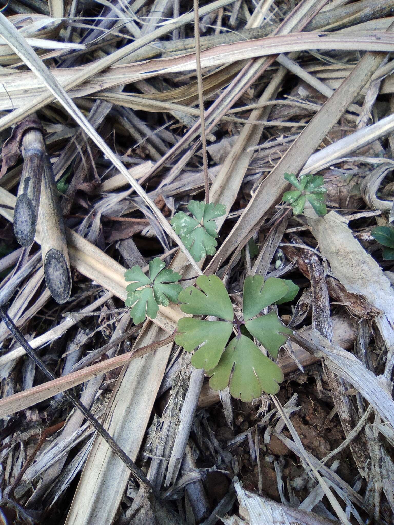 Semiaquilegia adoxoides (DC.) Makino resmi