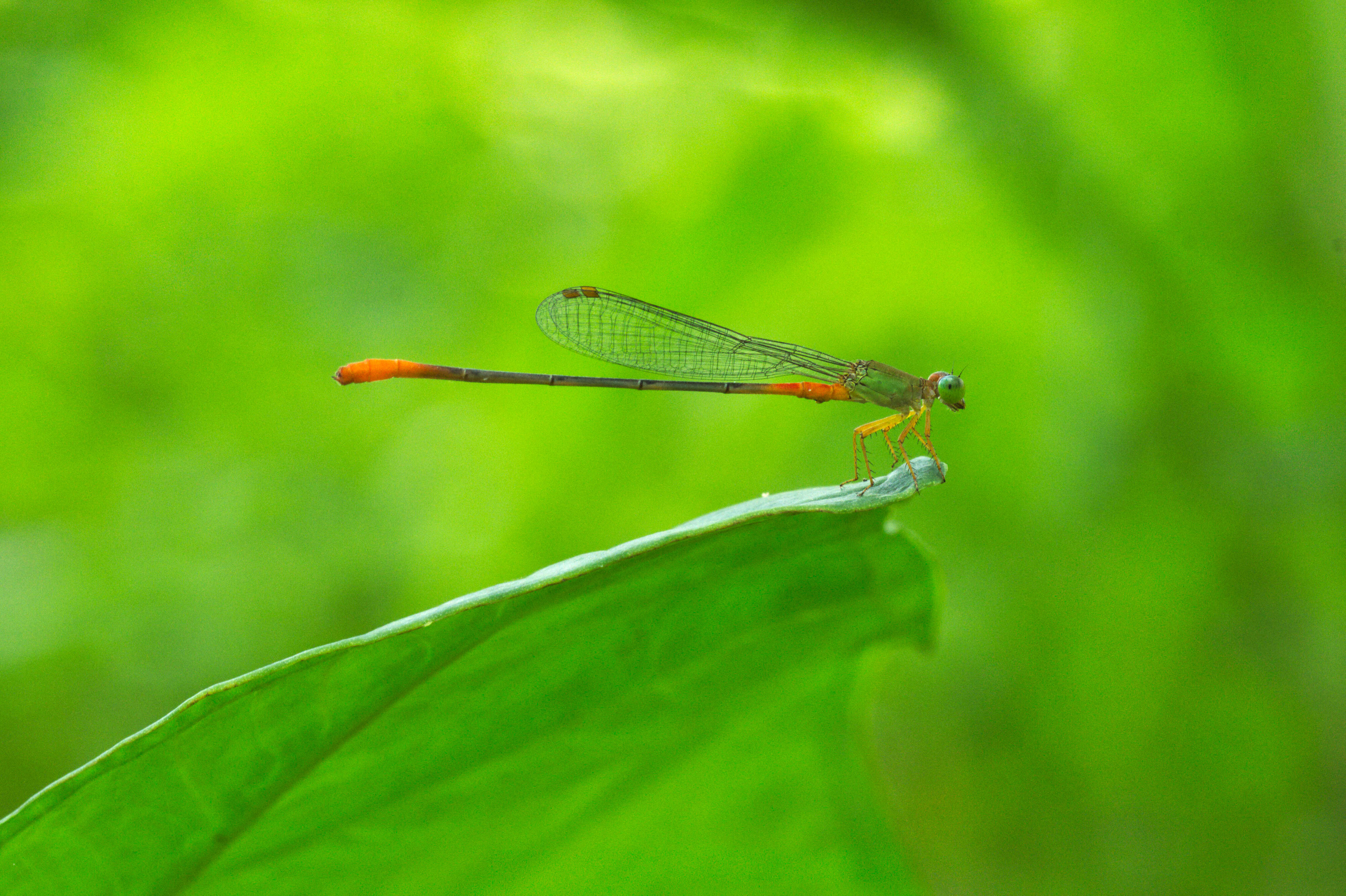 Imagem de Ceriagrion cerinorubellum (Brauer 1865)