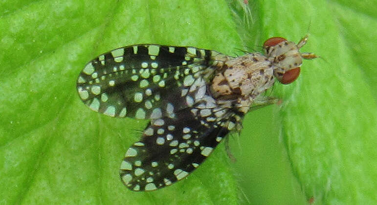 Image of Trypetoptera punctulata (Scopoli 1763)