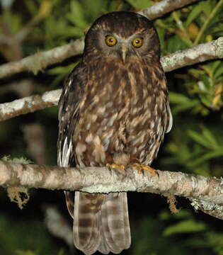 Image of Morepork