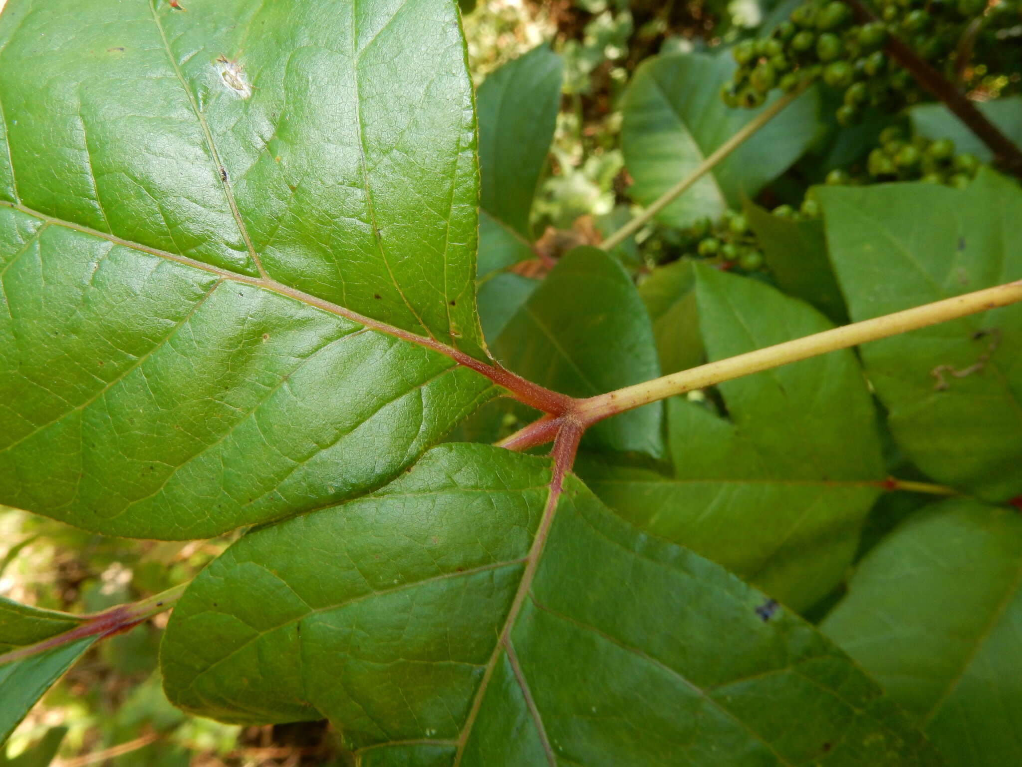 Toxicodendron radicans subsp. pubens (Engelm. ex Watson) Gillis的圖片