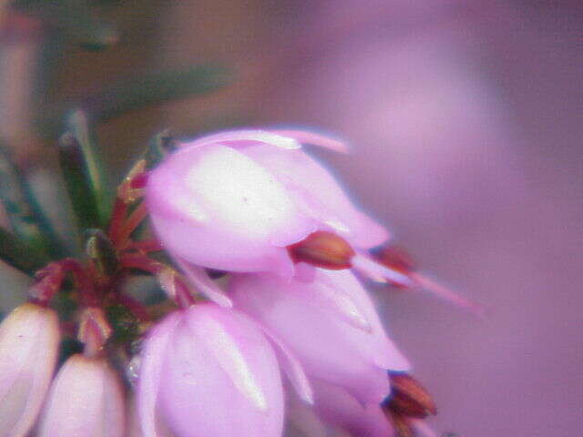 Imagem de Erica carnea L.