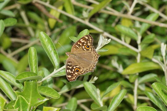 Image of Junonia lemonias Linnaeus 1758