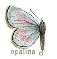 Image of Nilasera opalina Moore 1883