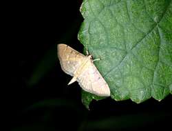 Image of Herpetogramma rudis Warren 1892