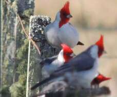 Image of Red-crested Cardinal