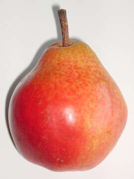 Image of European Pear