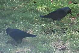 Sivun <i>Corvus monedula spermologus</i> kuva