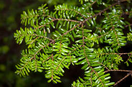 Image of Northern Japanese Hemlock