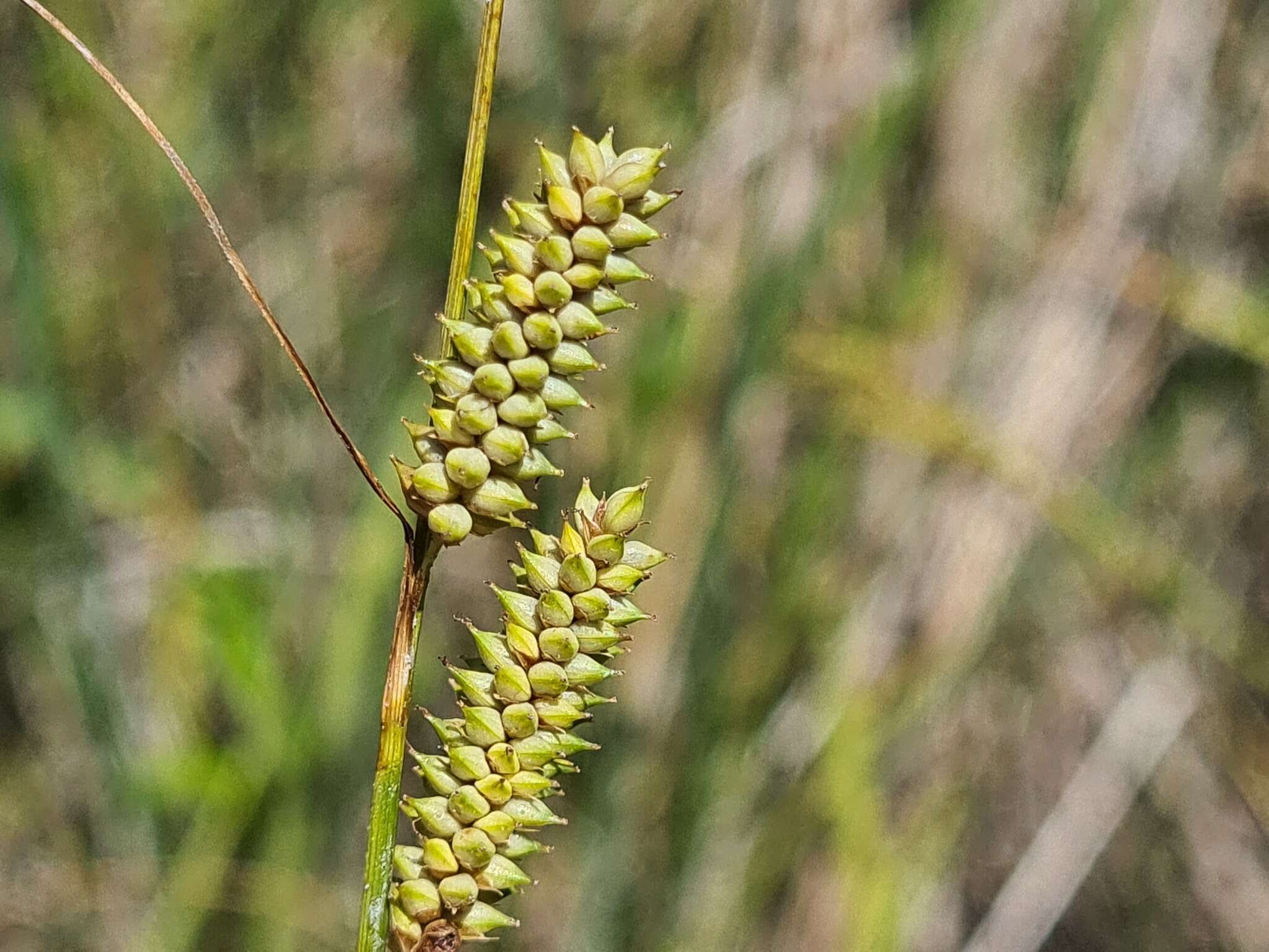 Sivun Carex diluta M. Bieb. kuva