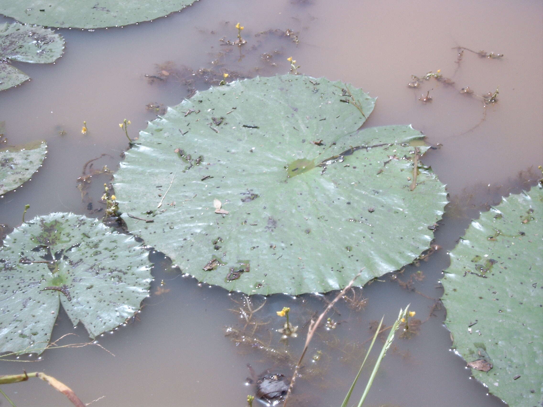 Image of Egyptian white water-lily