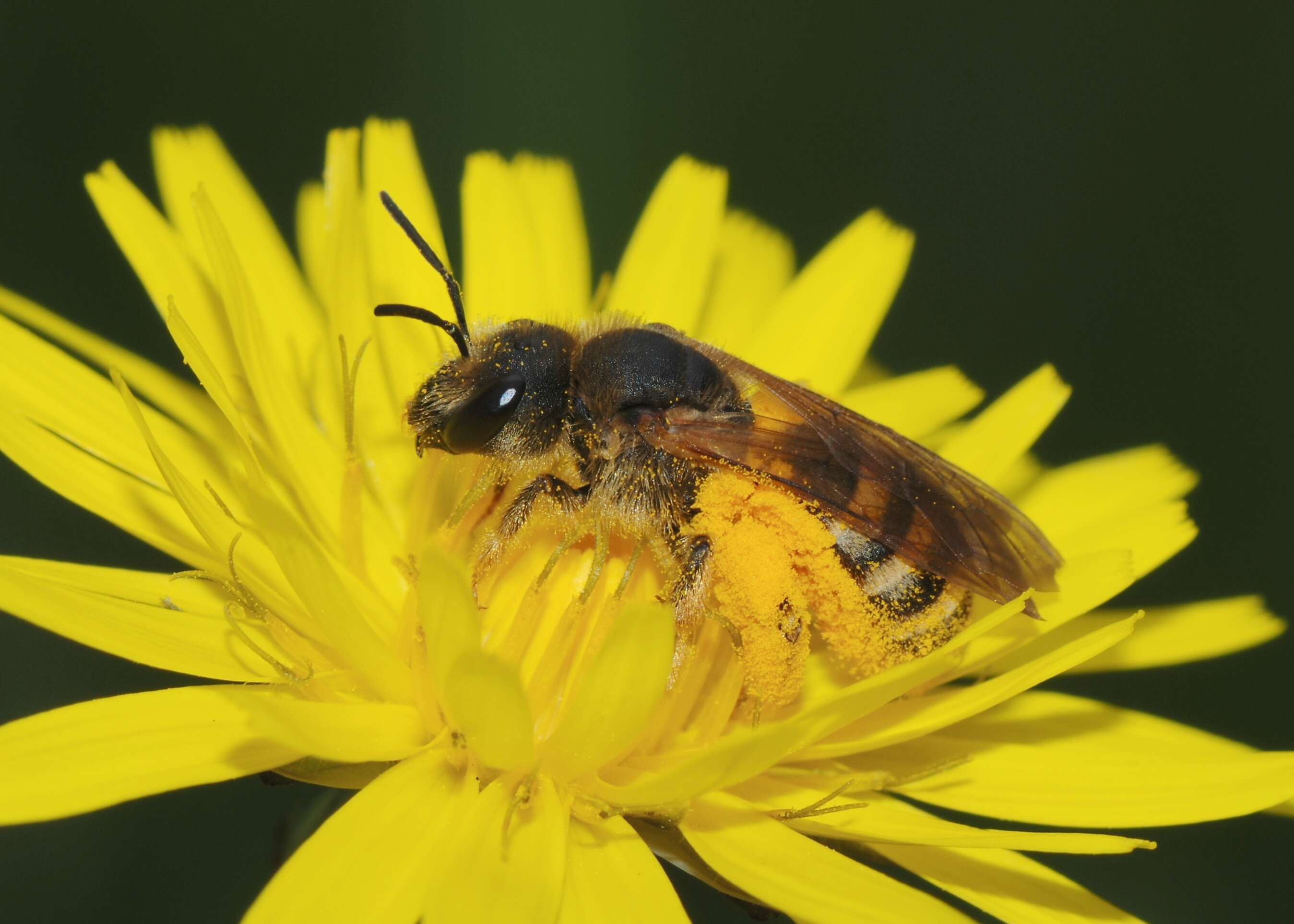 Image of Halictus scabiosae (Rossi 1790)