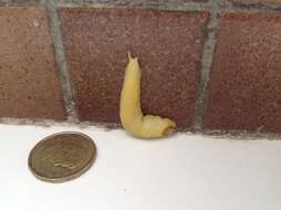 Image of Shelled slug