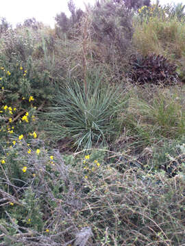 Image of Aciphylla squarrosa J. R. Forster & G. Forster