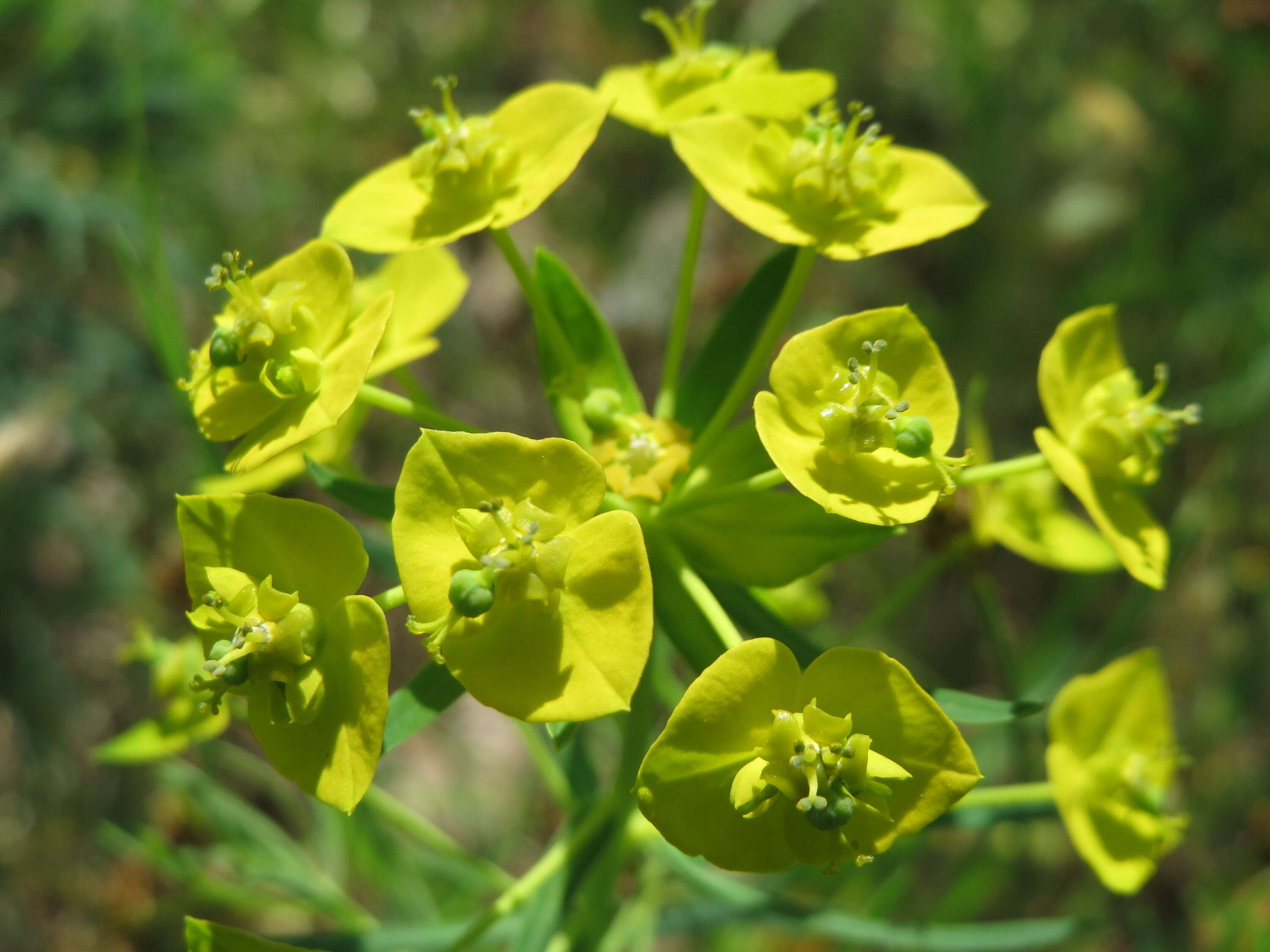 Image of Cypress Spurge