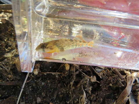 صورة Etheostoma bison Ceas & Page 1997