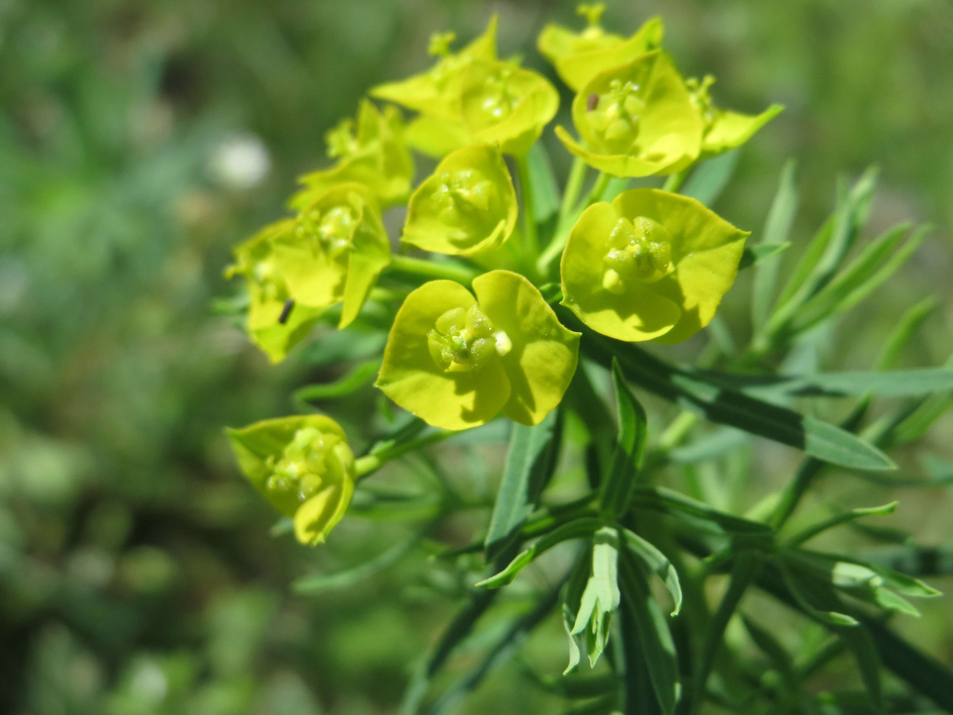 Image of Cypress Spurge