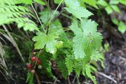 Image of Ribes sachalinense (Fr. Schmidt) Nakai