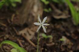 Image of Chlorophytum borivilianum Santapau & R. R. Fern.