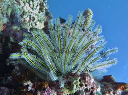 Image of Bottlebrush Feather Star