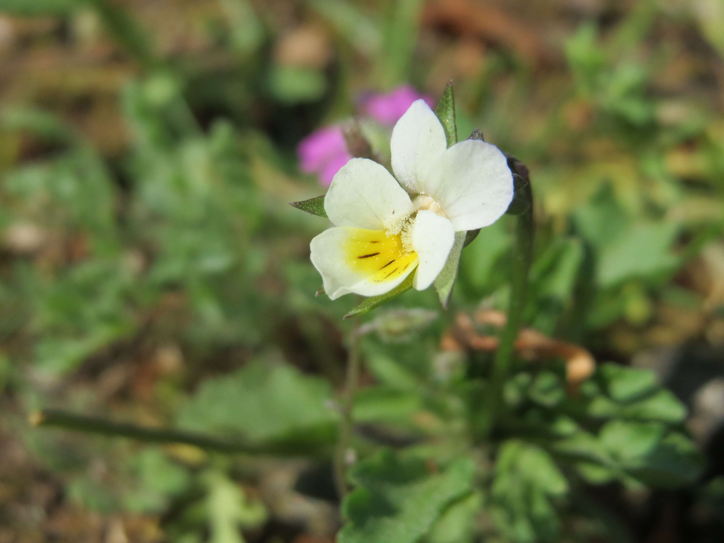 Слика од Viola arvensis Murray