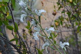 Plancia ëd Chloraea prodigiosa Rchb. fil.