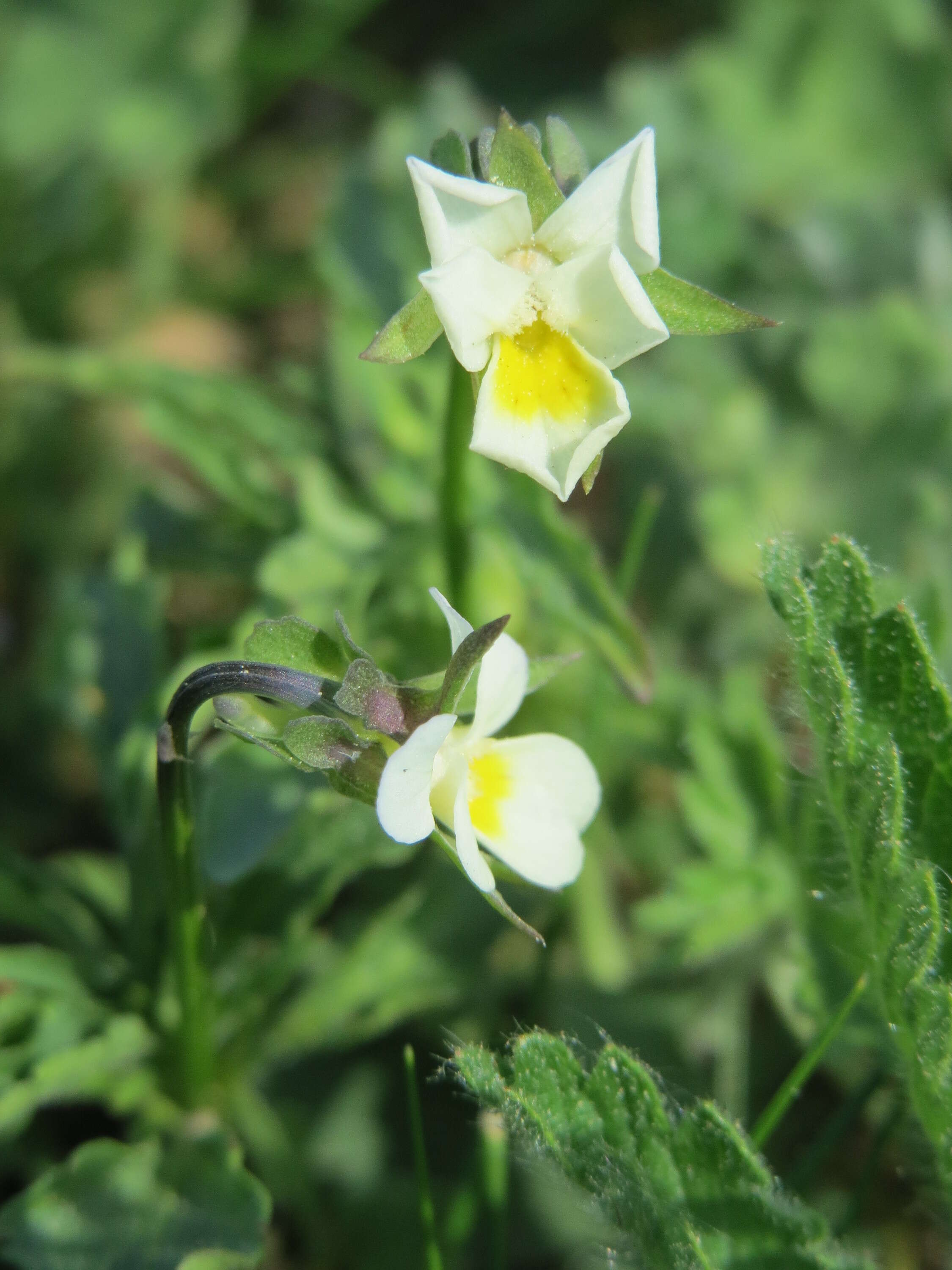 Слика од Viola arvensis Murray