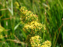 Plancia ëd Galium verum subsp. verum