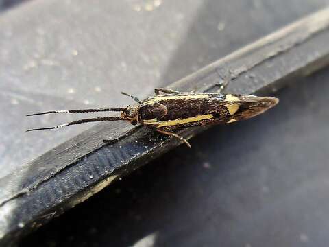 Plancia ëd Esperia sulphurella