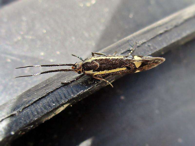 Plancia ëd Esperia sulphurella