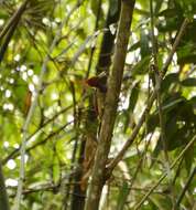 Image of Rufous-headed Woodpecker