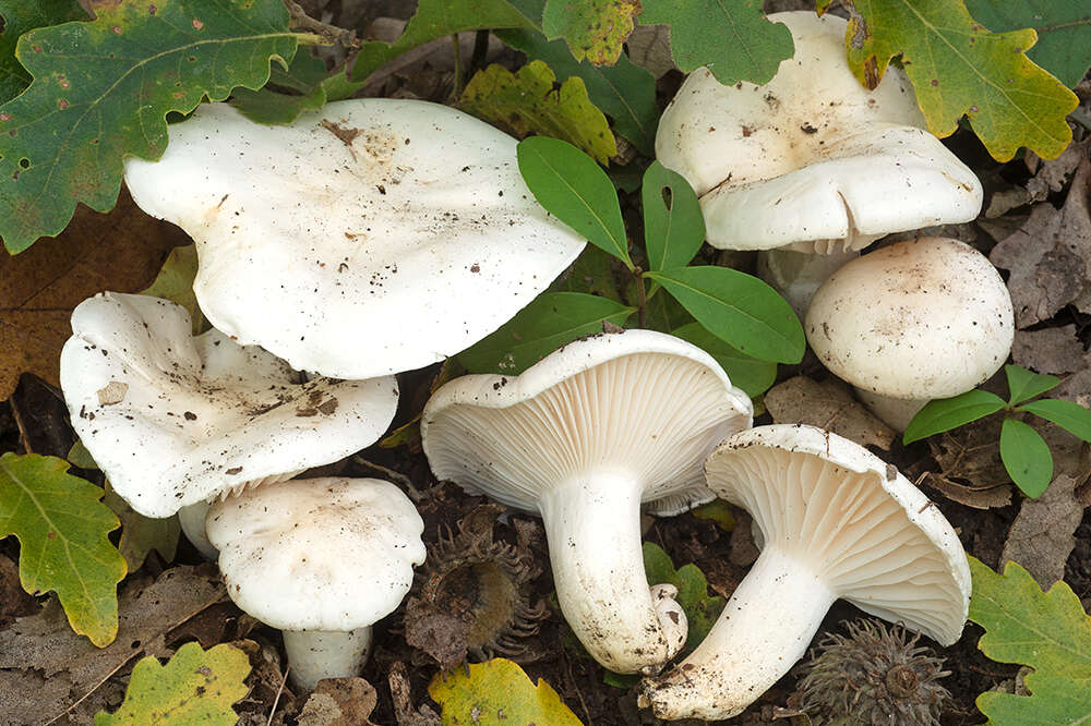 Plancia ëd Hygrophorus penarioides Jacobsson & E. Larss. 2007