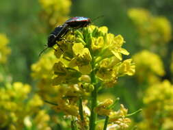 Image of <i>Eurydema oleracea</i>