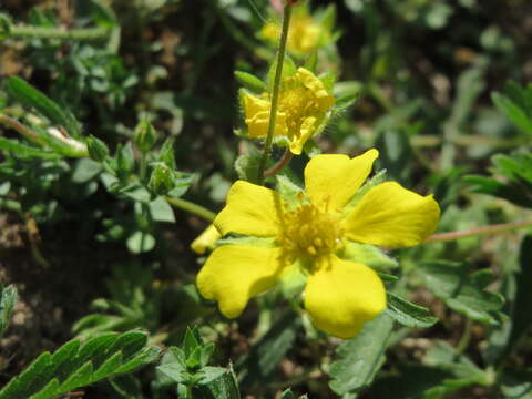 Imagem de Potentilla reptans L.