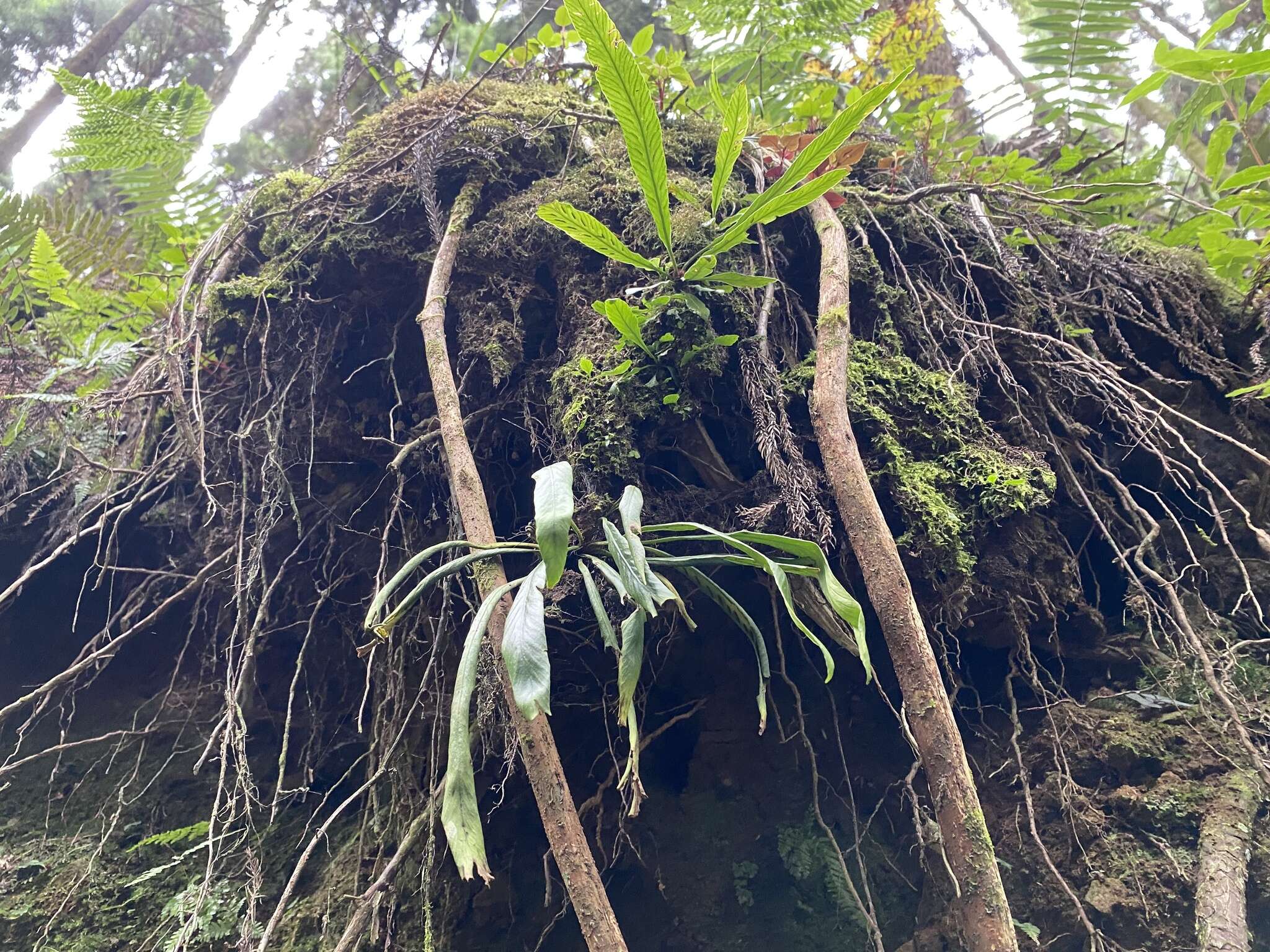 Imagem de Asplenium ensiforme Wall.