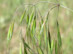 Imagem de Bromus sterilis L.