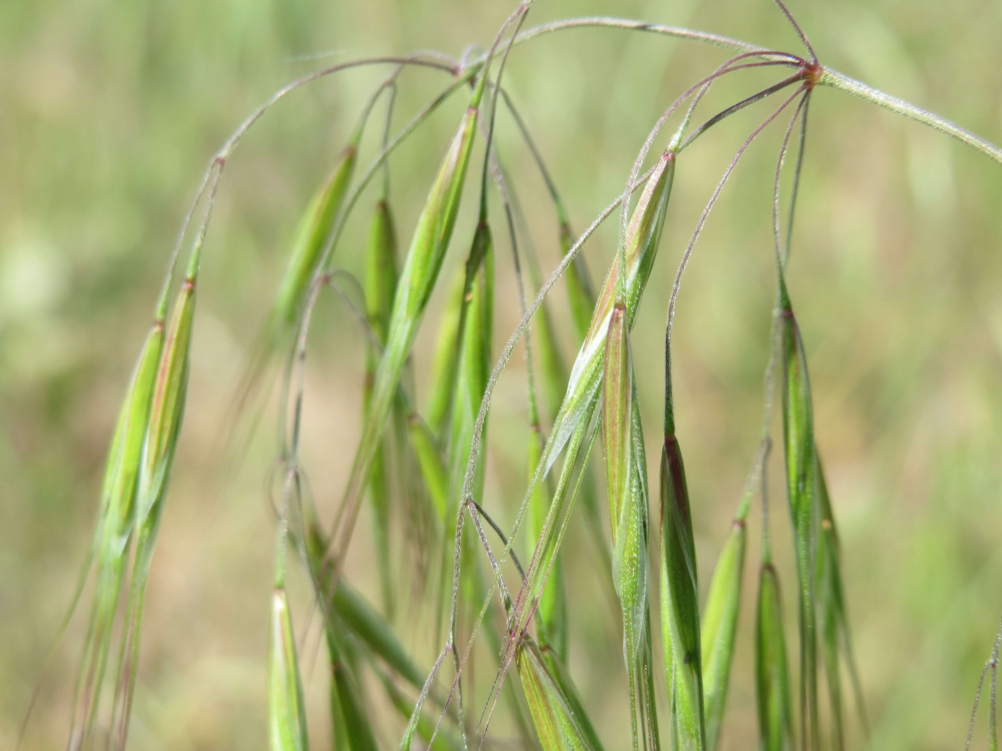 Imagem de Bromus sterilis L.