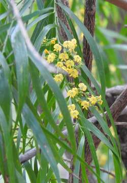 Imagem de Daviesia arborea W. Hill