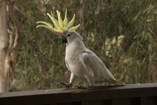 Image of Sulphur-crested Cockatoo