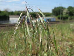 Image of Barren Brome