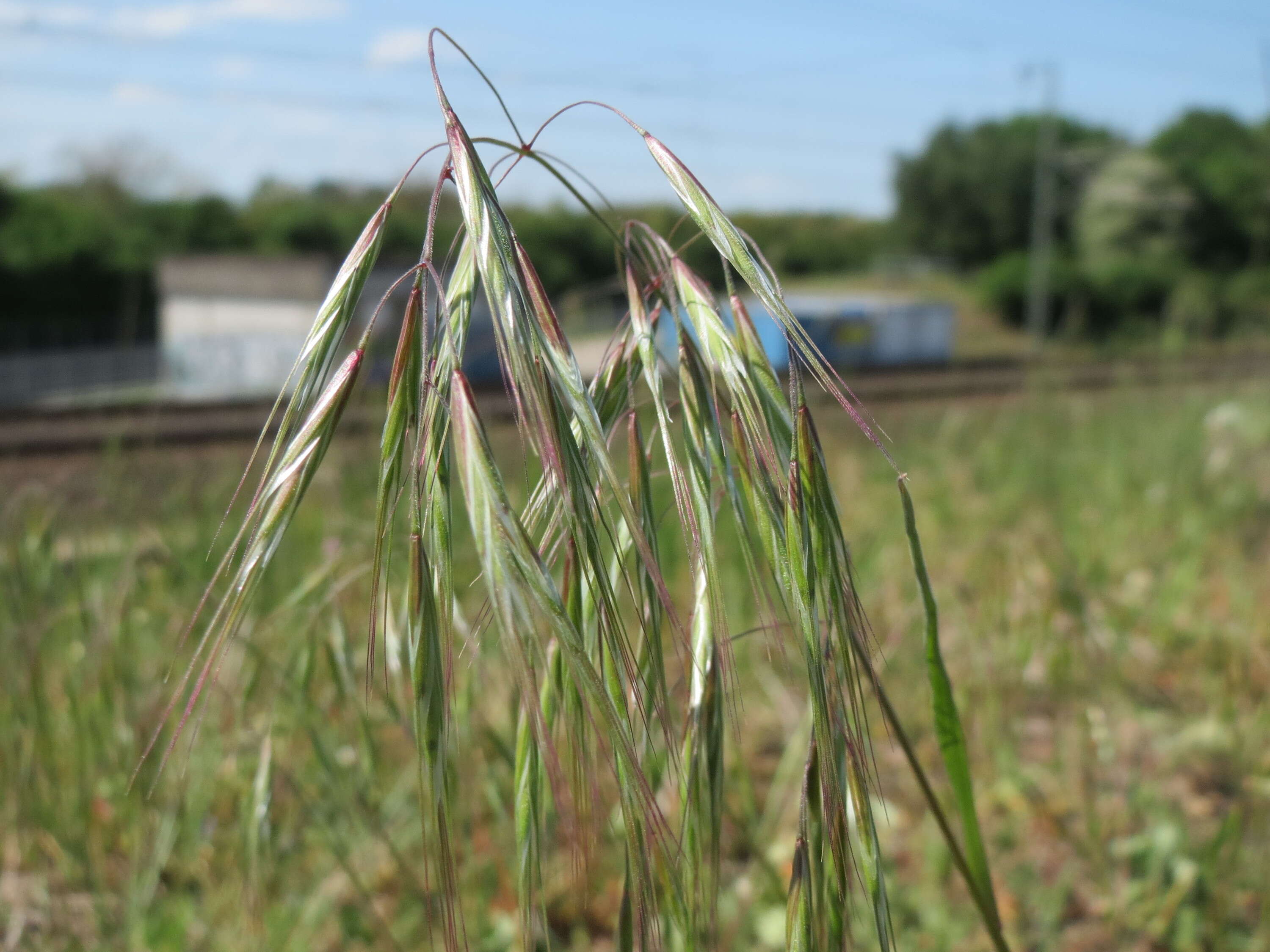 Imagem de Bromus sterilis L.