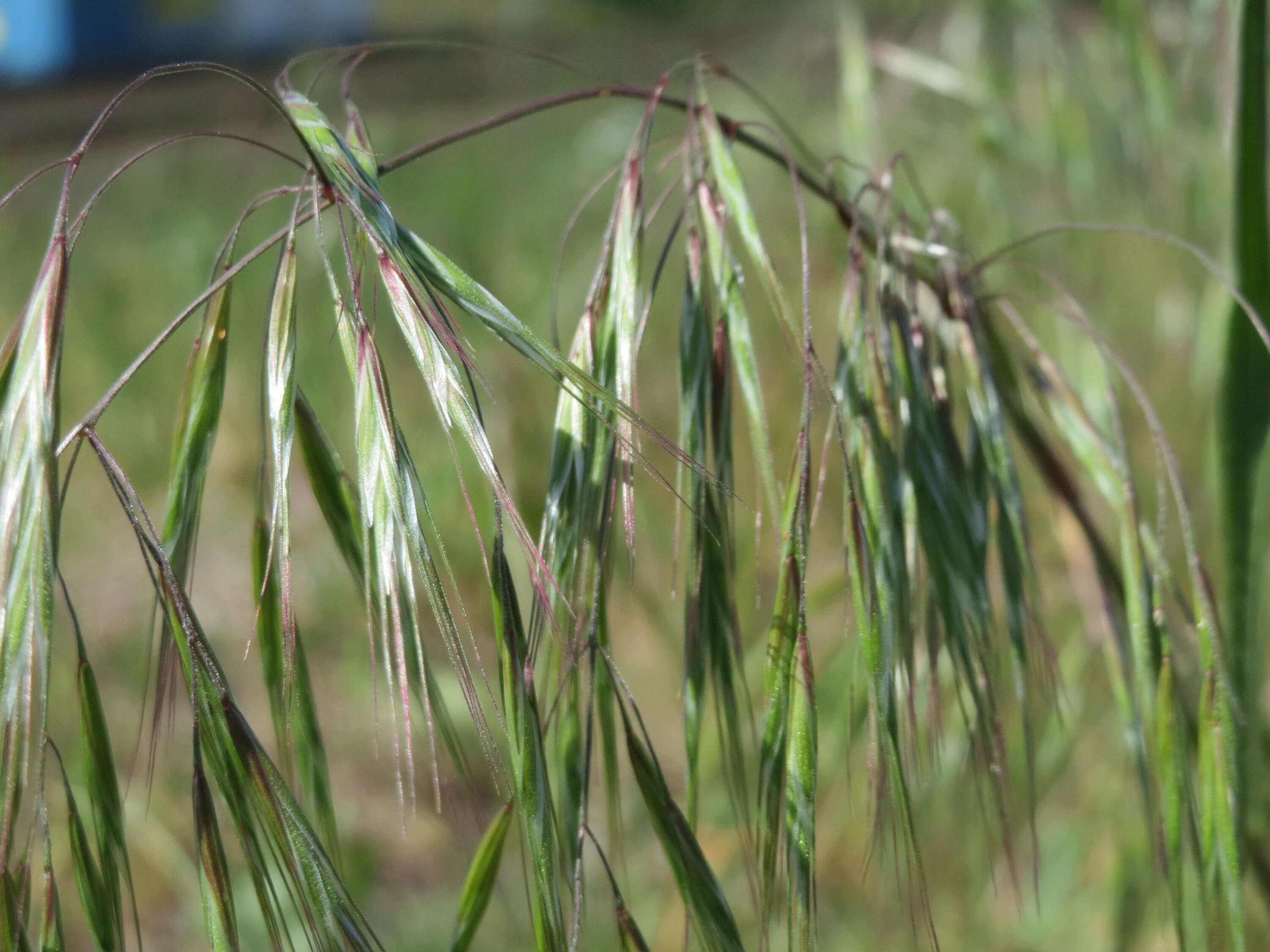 Image of Barren Brome